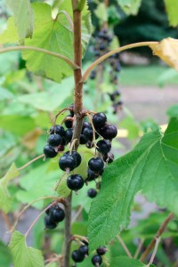 fruitiers
