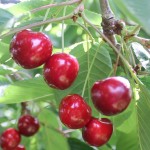 Fruitiers