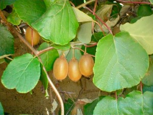 jardins gourmands Actinidia-chinensis pépiniere Nantes