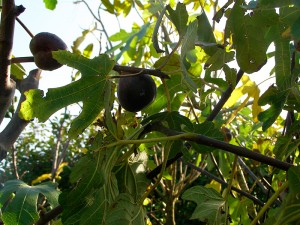 jardins gourmands Figuier pépiniere Nantes