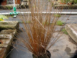 jardins tendances Gra-Carex