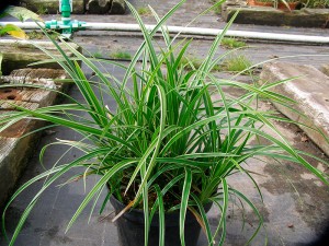 plante Gra-Carex