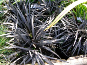 Gra-Ophiopogon