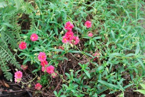 Helianthemum jardins tendance