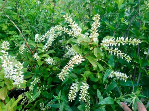 jardins tendances Itea-'Henry's-Garnet'