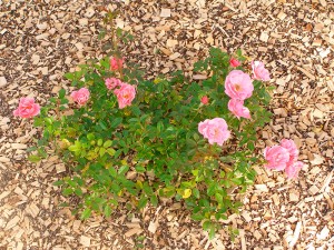Rosier jardins à l'anglaise, tendance pépinière près de nantes