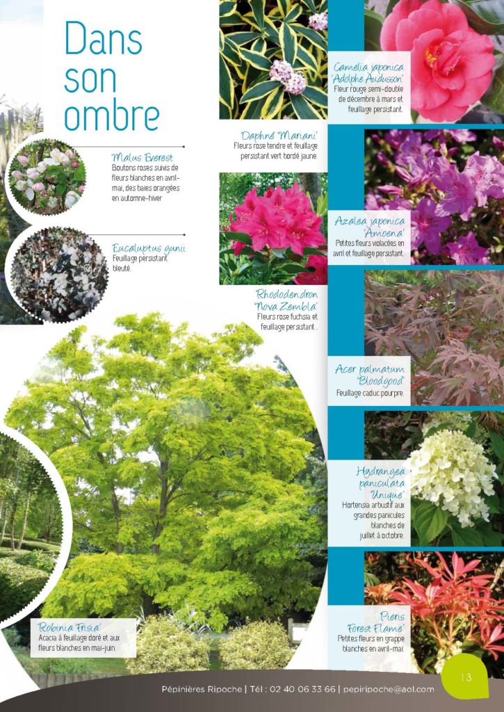 https://www.pepinieres-ripoche.fr/wp-content/uploads/2021/01/Catalogue-particuliers-2011_BD-pdf_Page_13-725x1024.jpg