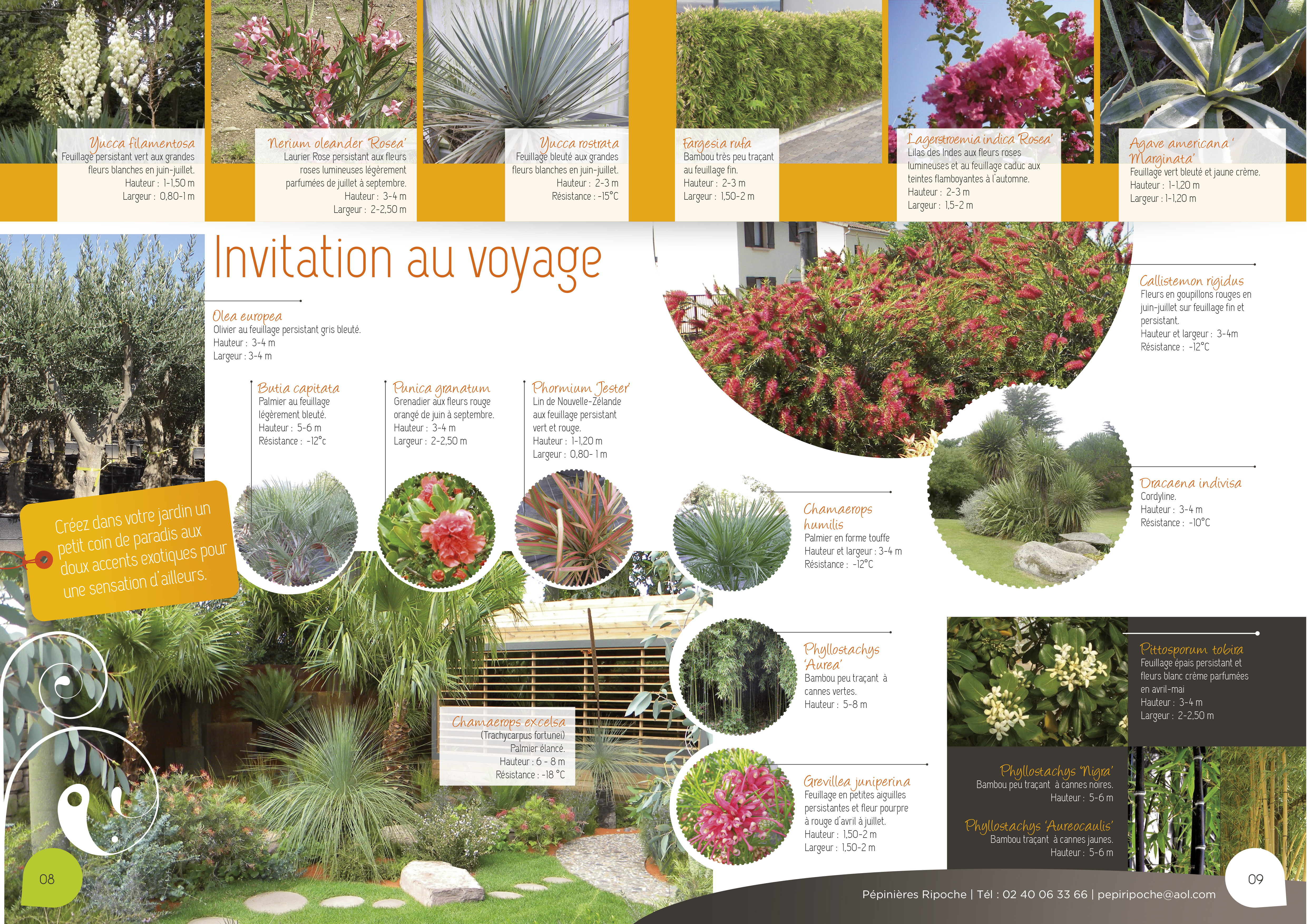 Invitation au voyage, Plantes exotiques, Oliviers, Palmiers et Bambous