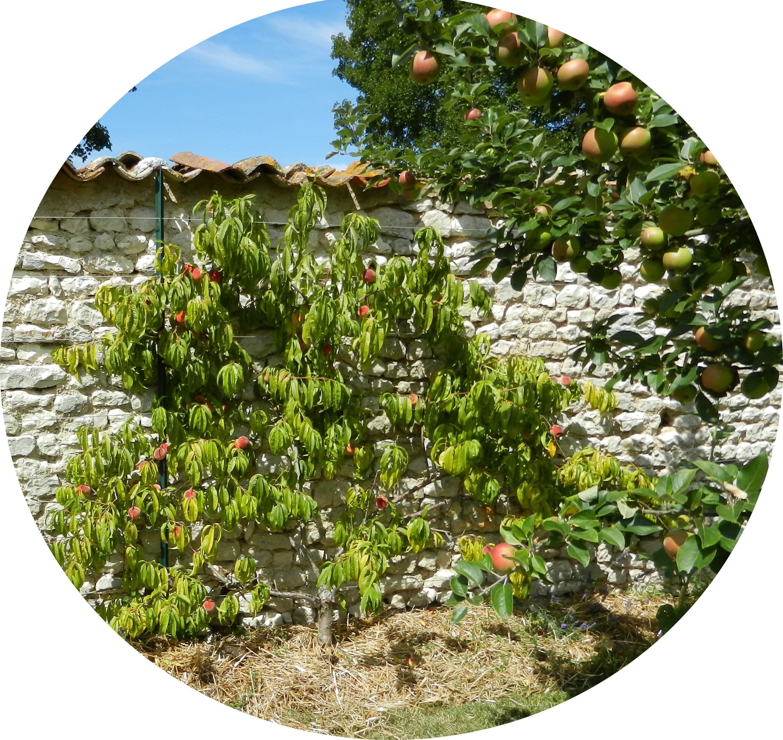 Pépinière Ripoche la chapelle basse mer près de Nantes jardin gourmands