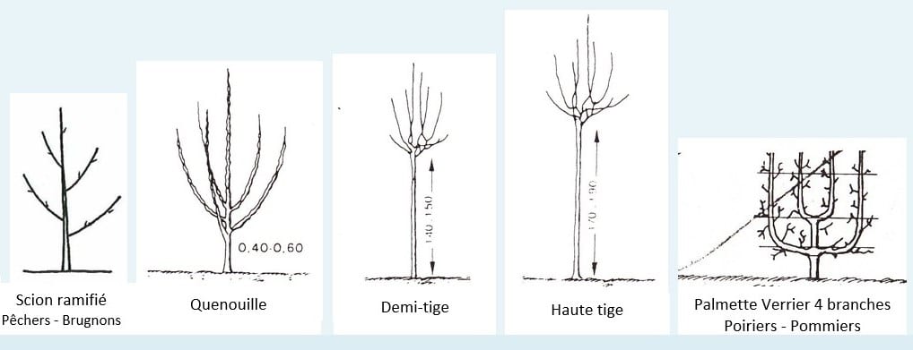 Formes Fruitiers