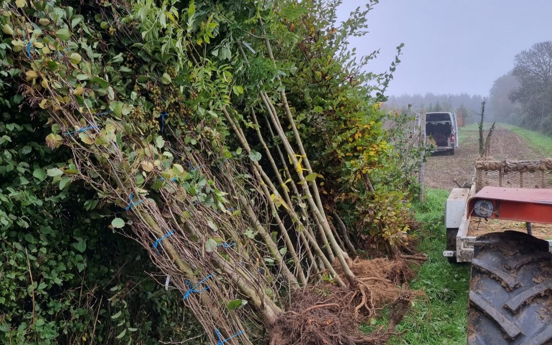 C’est le moment de planter !