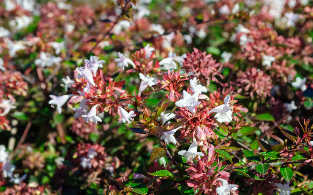 L&rsquo;Abelia*