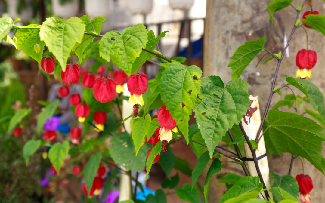 L’Abutilon megapotamicum*