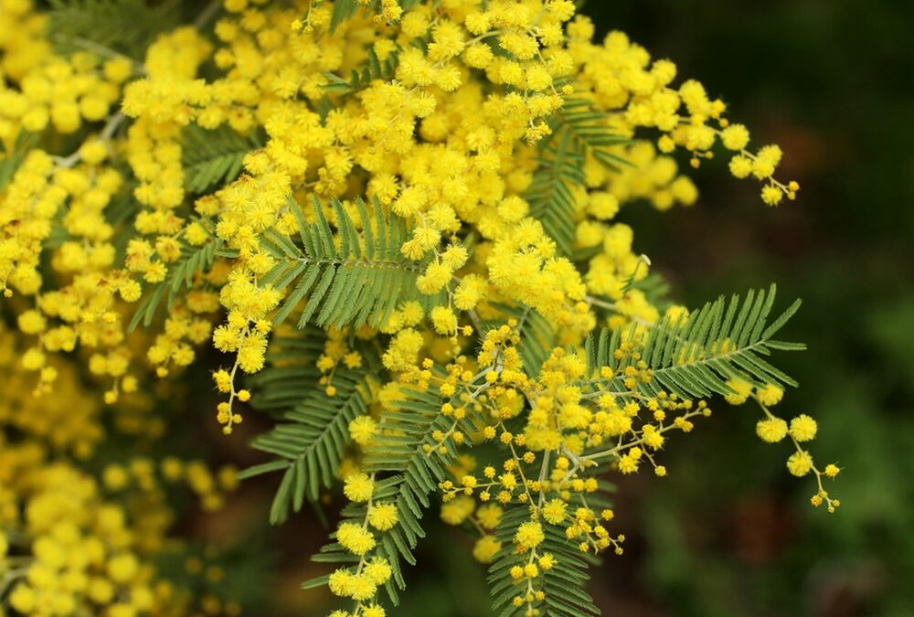 Le Mimosa d’hiver*