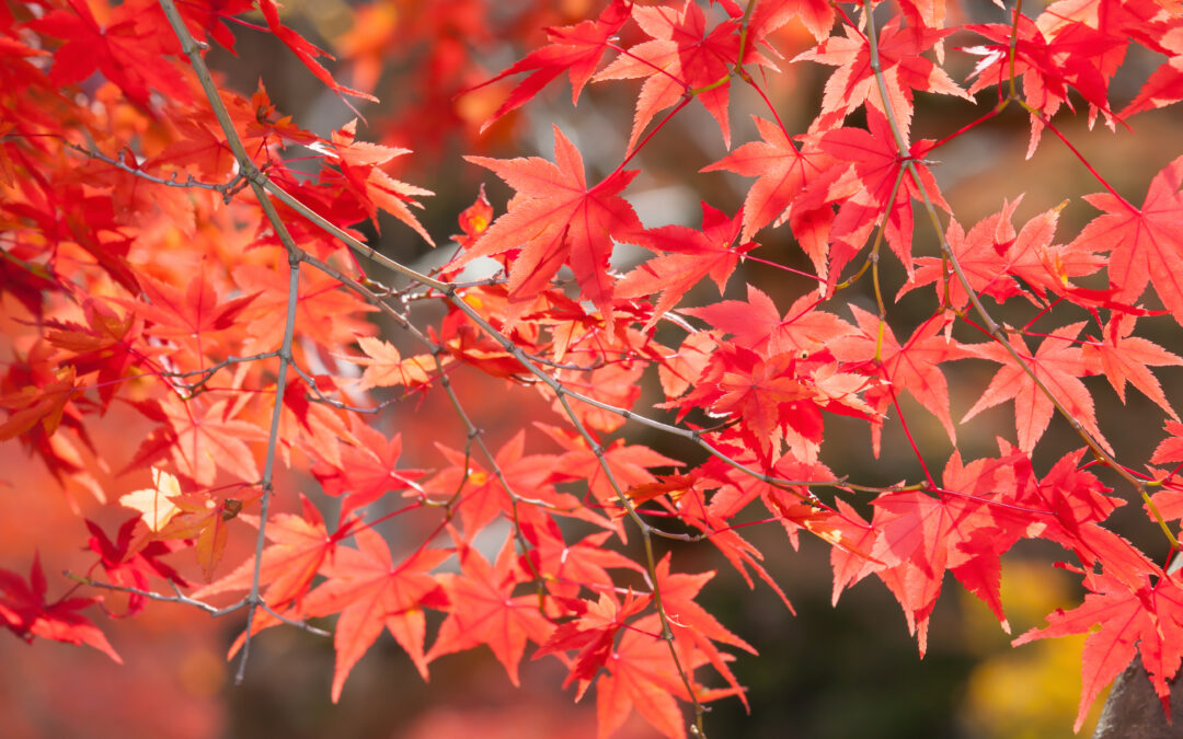 Les Acer – Erables Japonais*