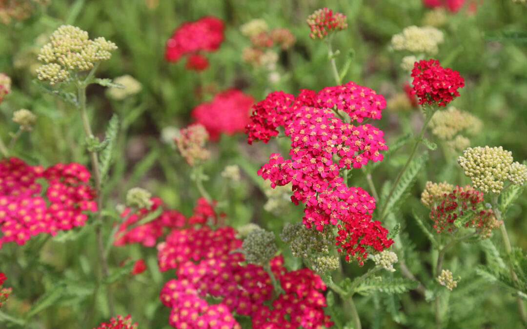 Les Achillea*