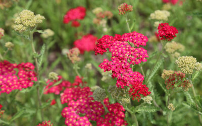 Les Achillea*