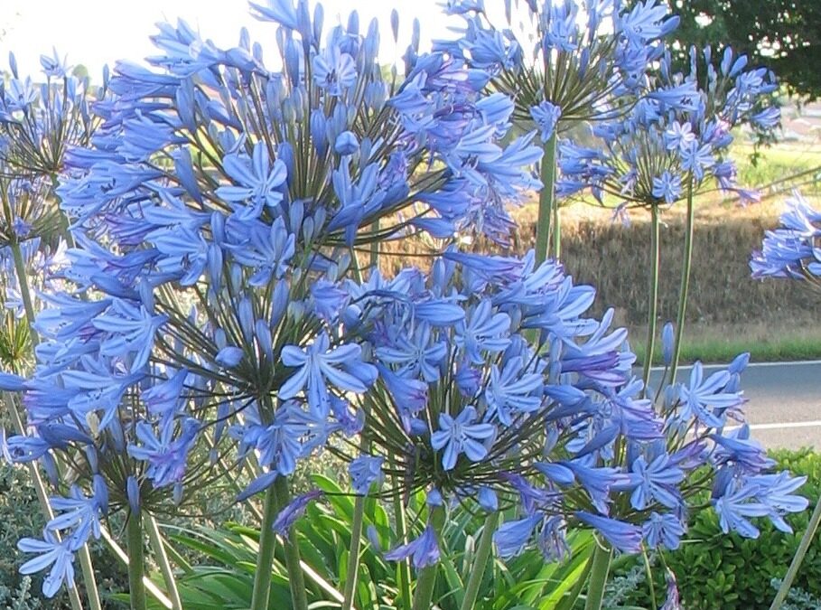 Les Agapanthes*