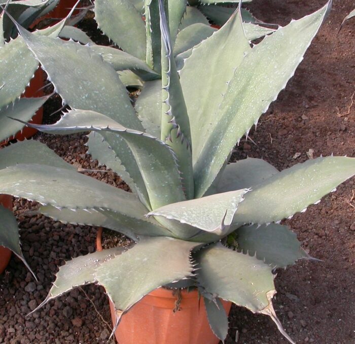 Sitemapcdatahttpshopmixel Thicoipeinfol Agave Nantesnull