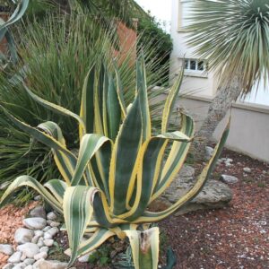 Plantes Exotiques