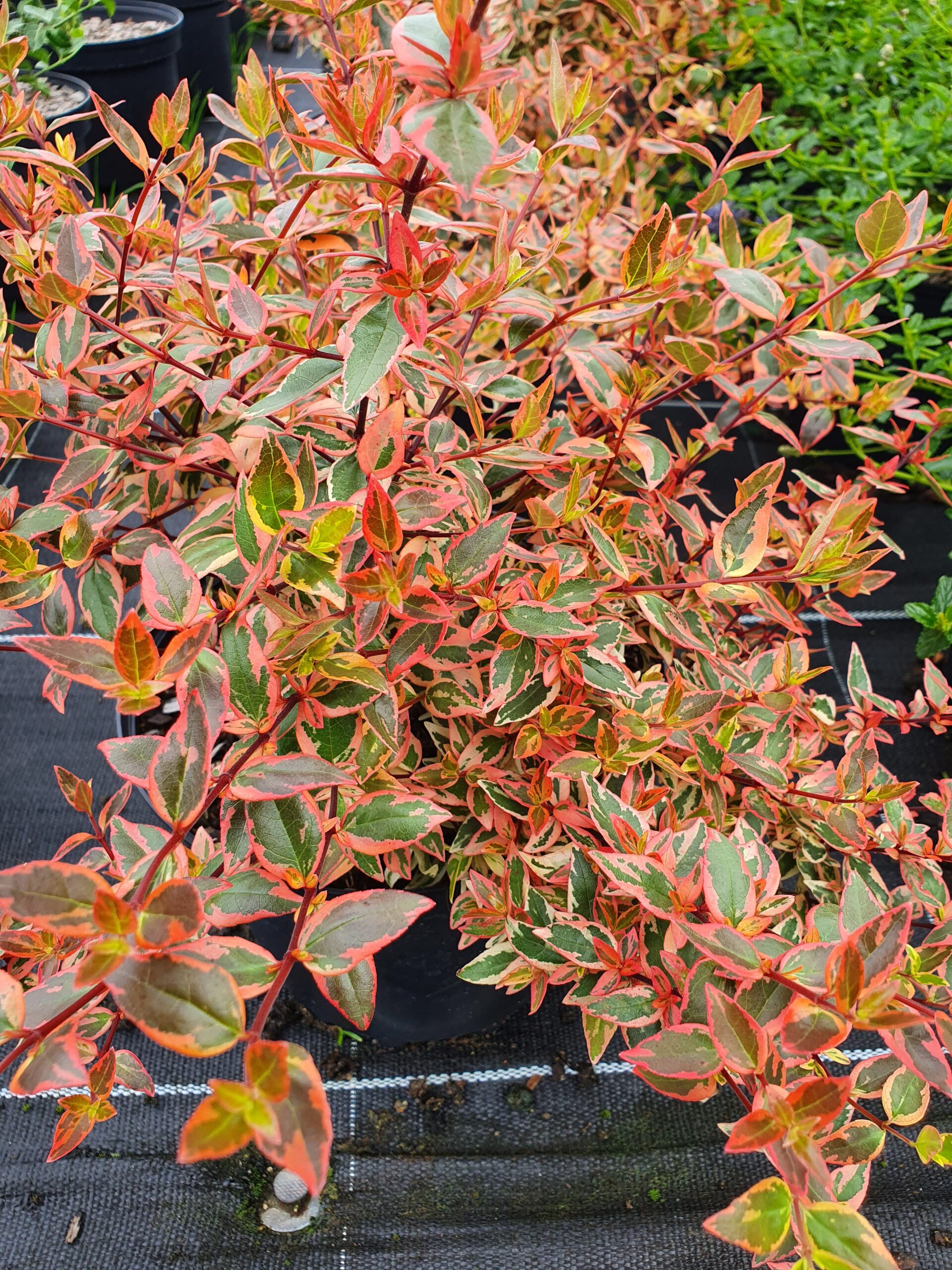 L’Abelia ‘Tricolor Charm’®