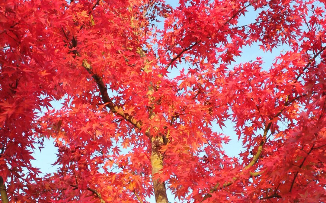 Les Acer – Erables Japonais