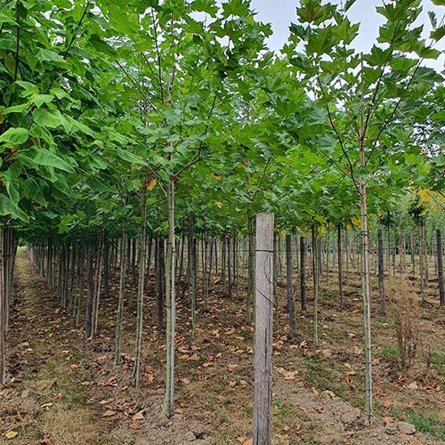 Arbres tige en pleine terre pepinieres ripoche Pays de la Loire