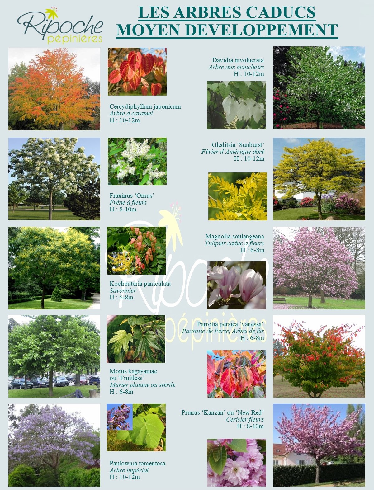 Notre Gamme ARBRES Fiches Photos P pini res Ripoche Nantes Notre Gamme ARBRES Fiches Photos P pini res Ripoche Nantes