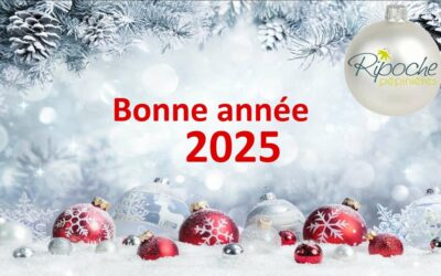 Bonne année… et samedis de janvier