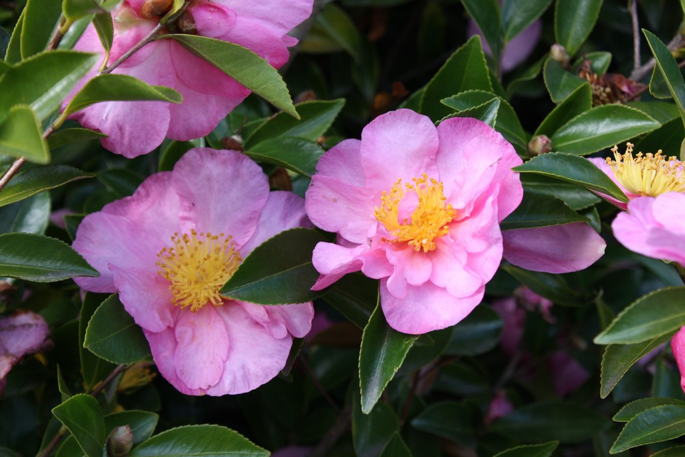 Les Camelia sasanqua*