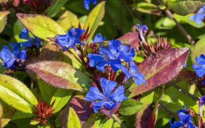 Le Ceratostigma*