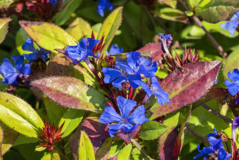 Le Ceratostigma*