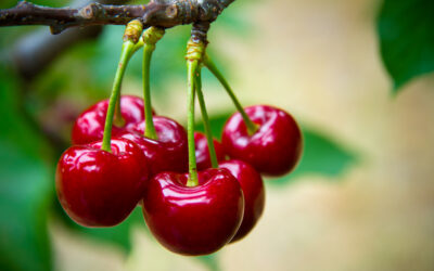 Tailler les Abricotiers et Cerisiers