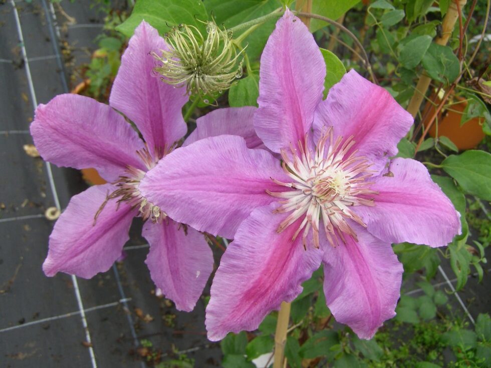 CLEMATIS 'Dr Ruppel' - Pépinières Ripoche - Nantes / Divatte sur Loire