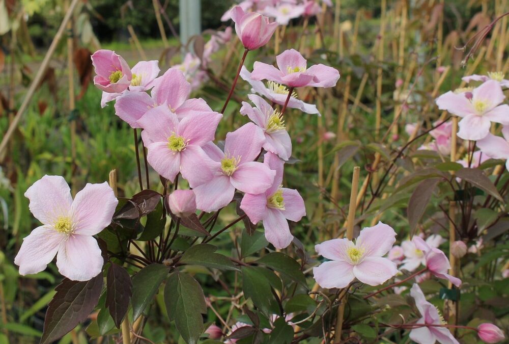 Les Clematites montana*