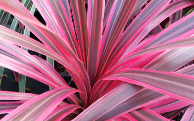 Les Cordylines*