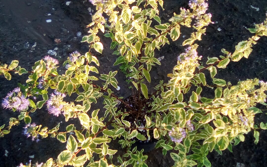 Le Caryopteris ‘Summer Sorbet’®