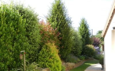 Tailler ses haies persistantes