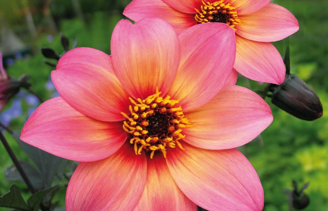 Les Dahlia*