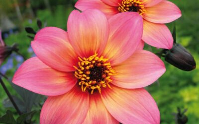 Les Dahlia*