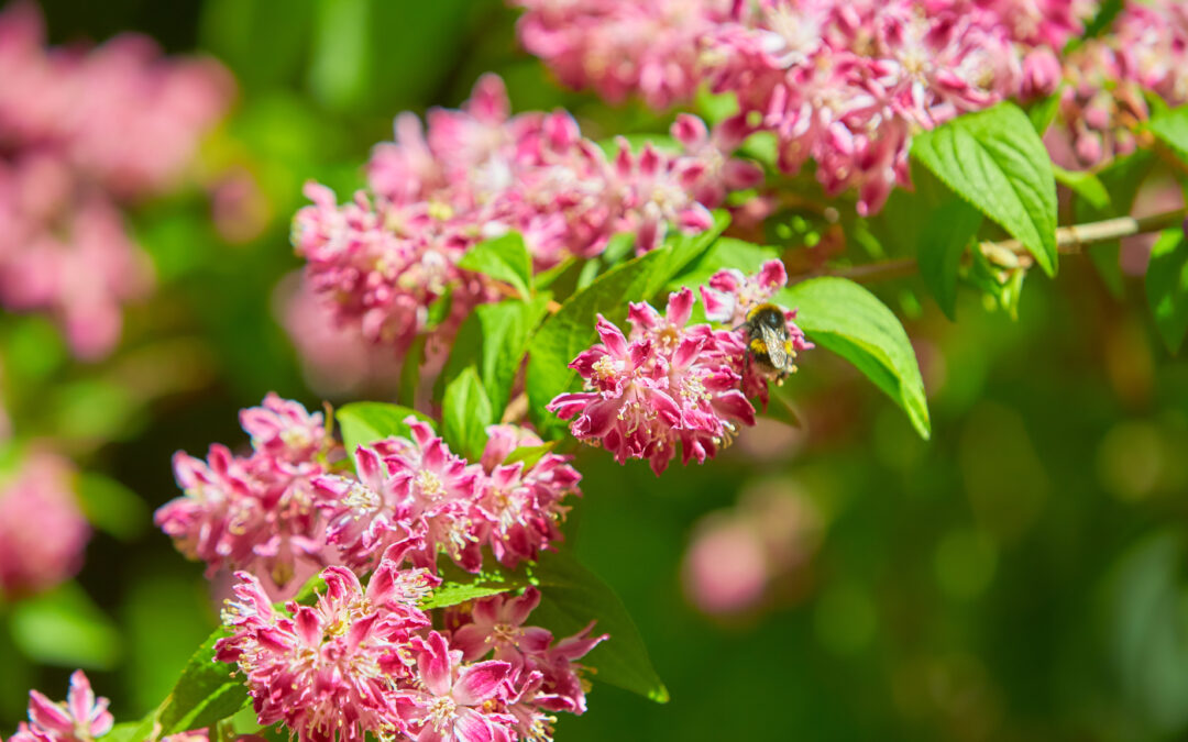 Le Deutzia*