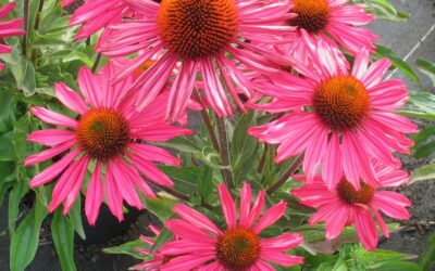 Les Echinacea*