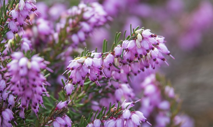 Les Bruyères d&rsquo;Hiver*