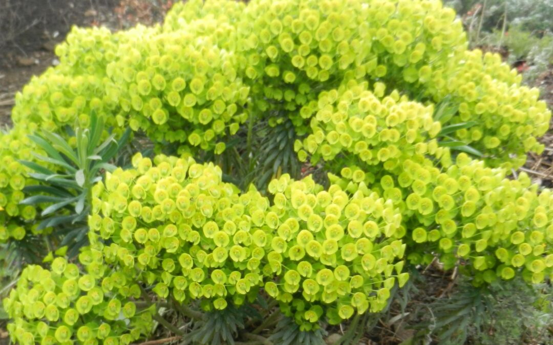 Euphorbia ‘Wulfenii’*