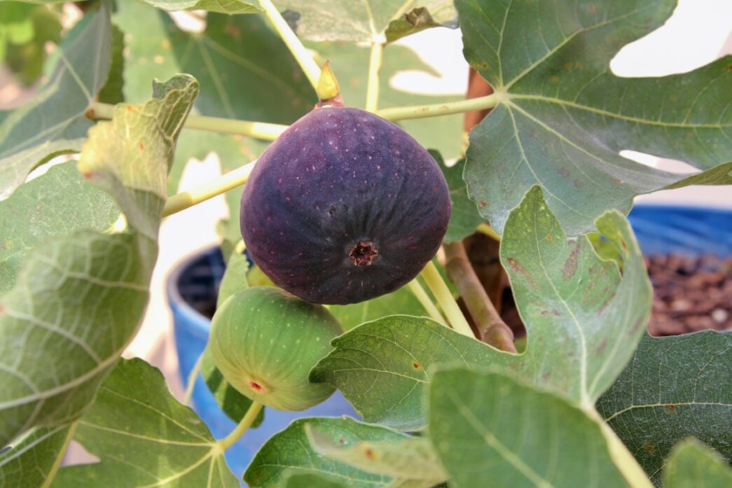 Figuier Violette De Solliès - Conteneur 3-4 Litres - Variété Fruitière Tardive