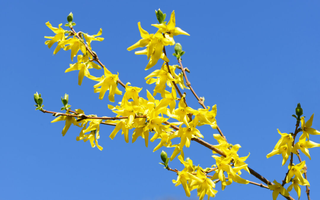 Le Forsythia*