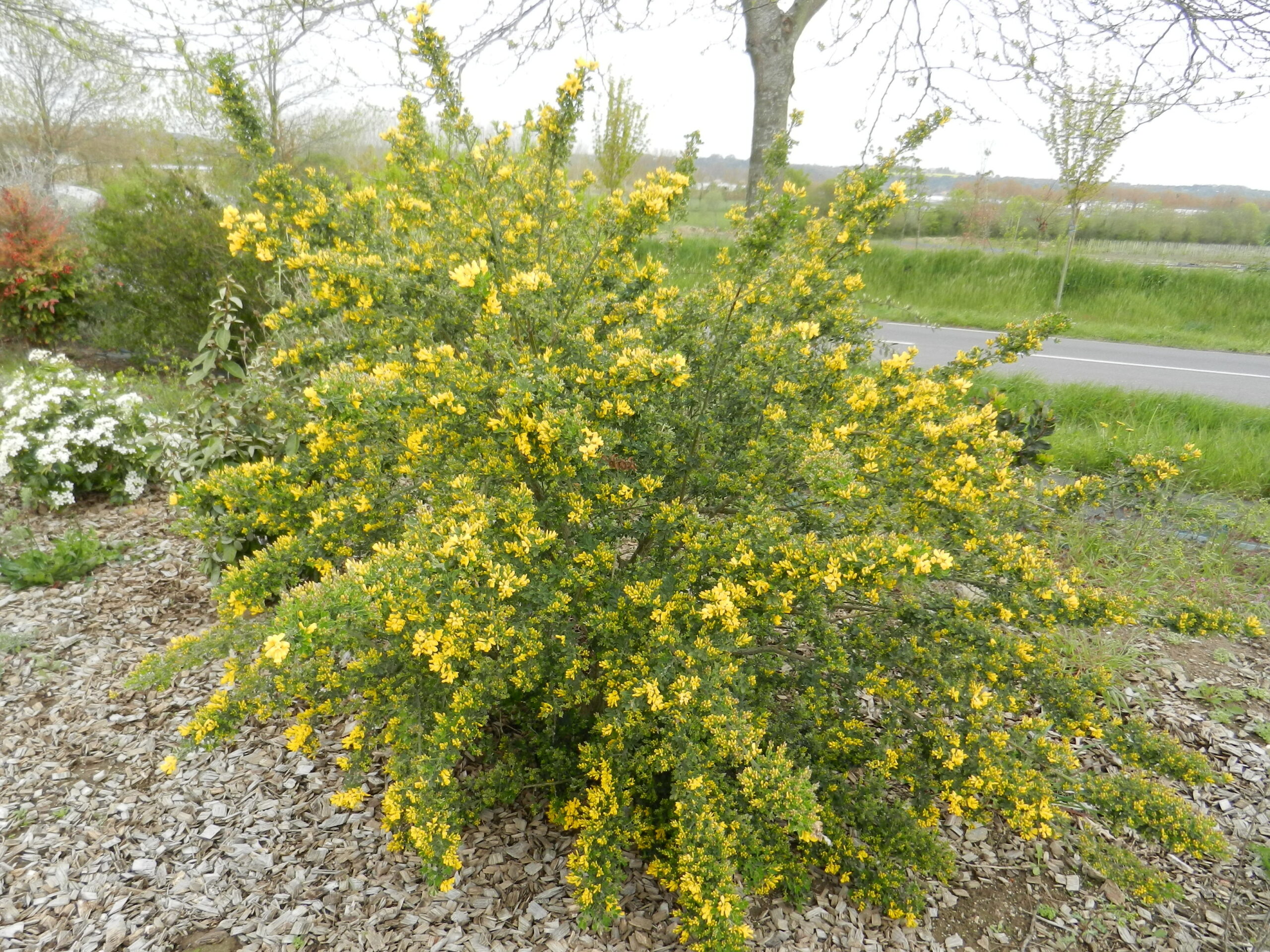 Comment bien planter ?