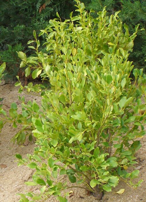 GRISELINA littoralis Pépinières Ripoche Nantes / Divatte sur Loire — free download