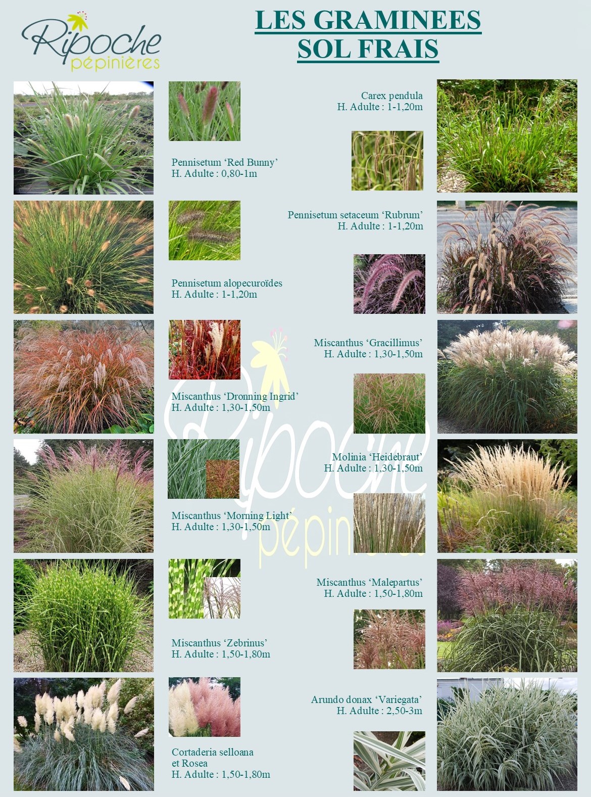 Gramin e Sauvage Identification ILAR