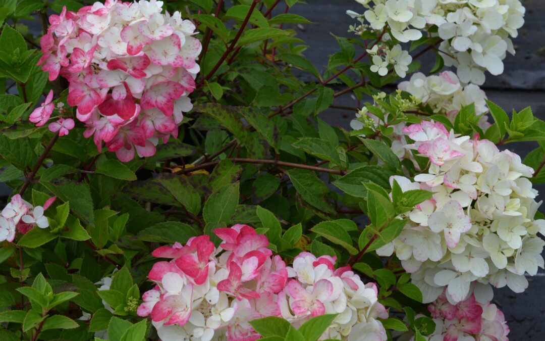 Les Hydrangea*